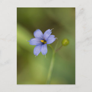 Carte postale Florale Fleur sauvage en laiton bleu