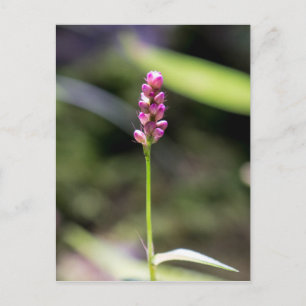 Carte postale florale Fleur sauvage pouce rose