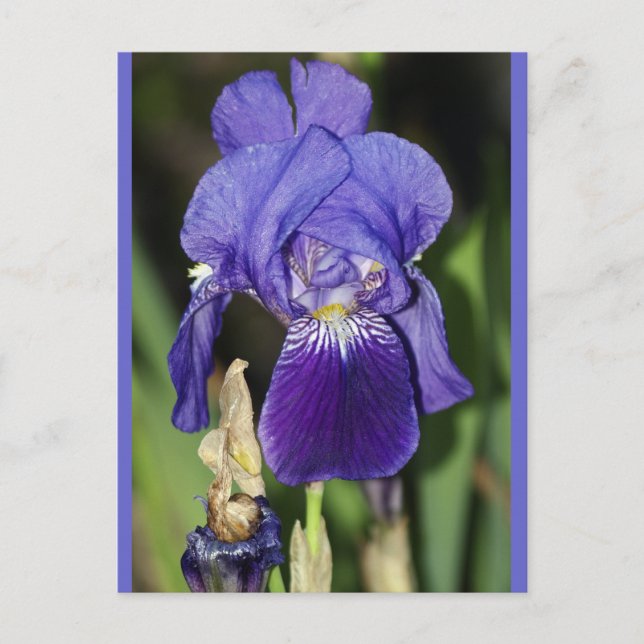 Carte postale florale Iris de minuit (Devant)