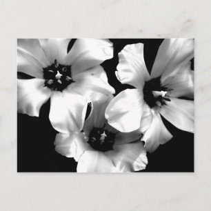 Carte postale Florale noire et blanche