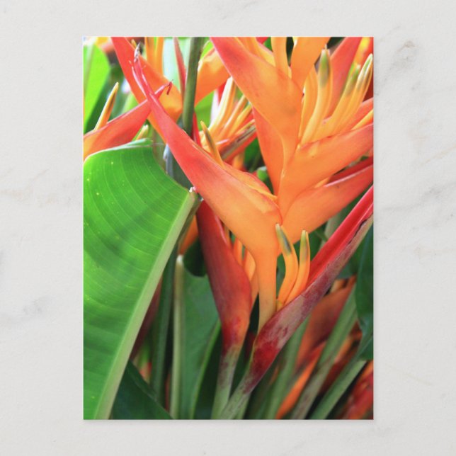 Carte Postale Florales d'Heliconia Tropical (Devant)