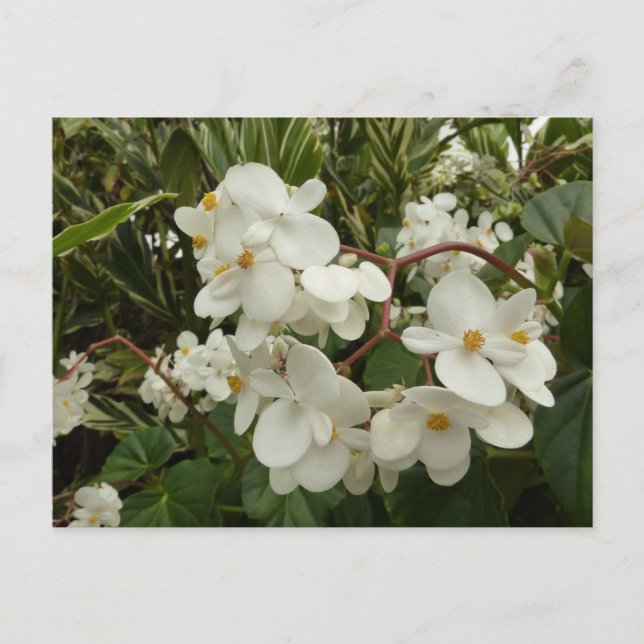 Carte Postale Flore de Bégonia blanche tropicale (Devant)