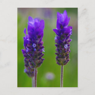 Carte Postale flore de lavande