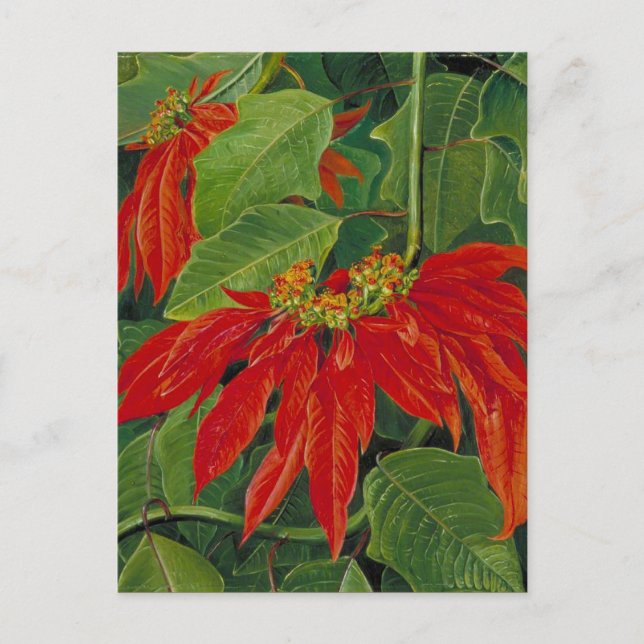 Carte Postale Flore de Pascua ou Fleur de Pâques, célèbre peintu (Devant)