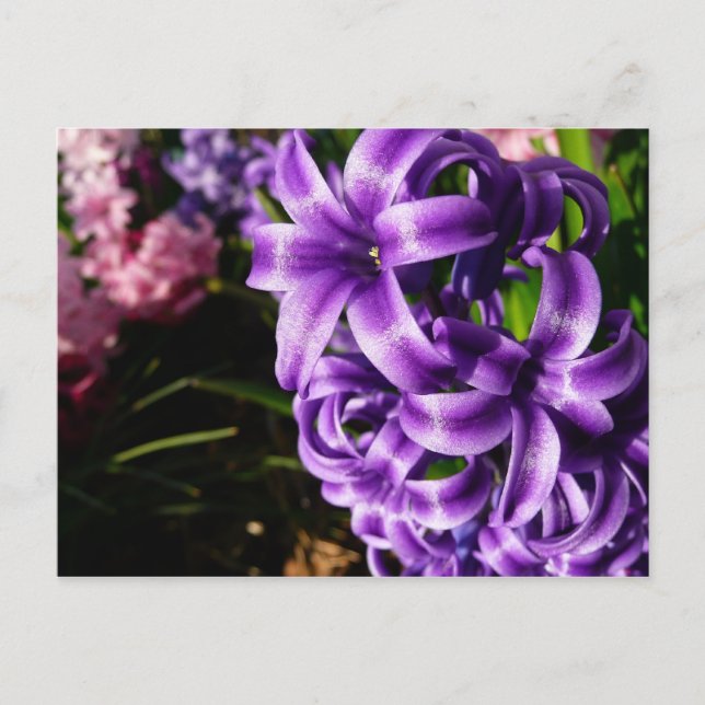 Carte Postale Flore de printemps Blue Hyacinth II (Devant)