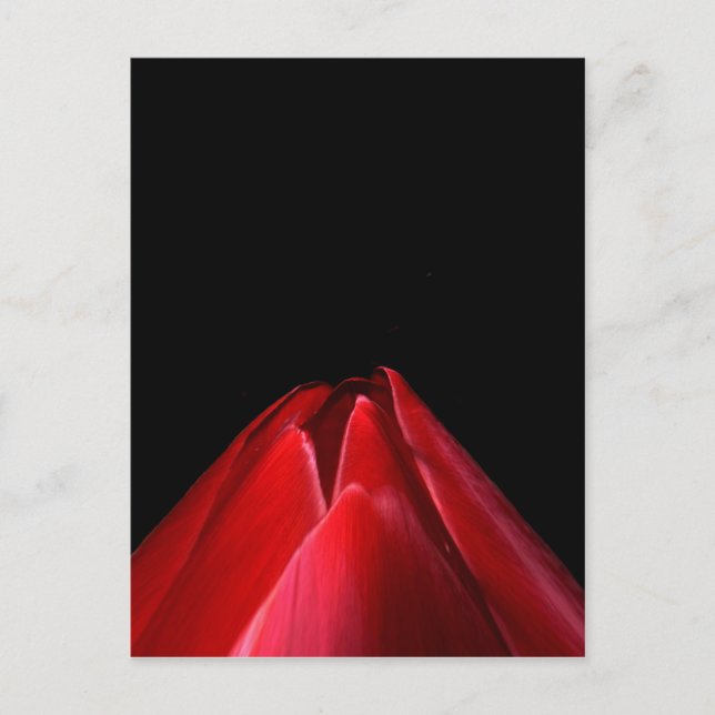 Carte Postale Flore minimaliste de la tulipe rouge (Devant)