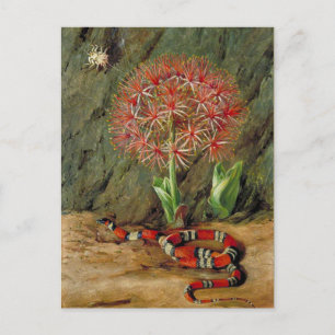 Carte Postale Flore Serpent et araignée de corail impériale