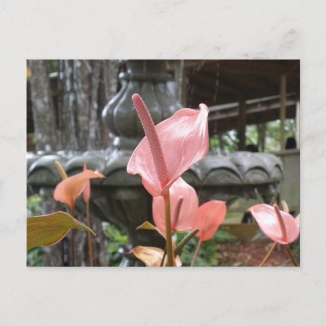 Carte Postale Flores Anturio (Devant)