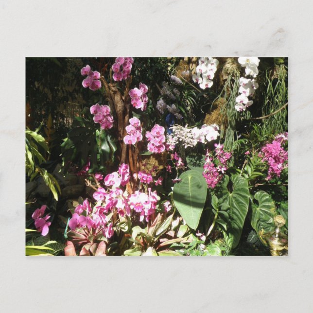 Carte Postale Flores d'Orquideas (Devant)