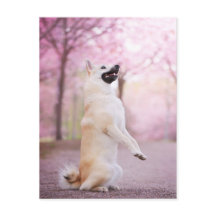 Flores norvégiennes de Buhund et Cherry