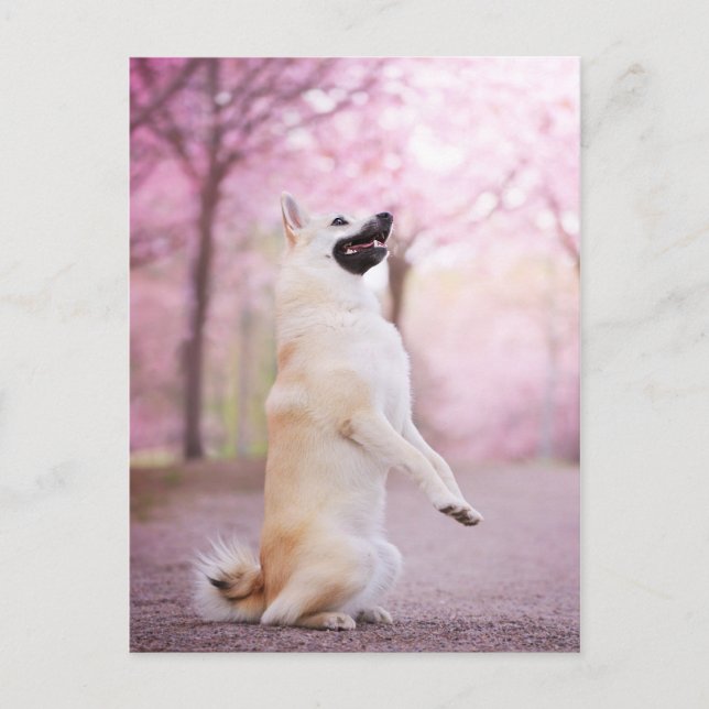 Carte Postale Flores norvégiennes de Buhund et Cherry (Devant)