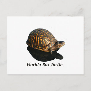 Carte Postale Florida Box turtle Photographie w Texte