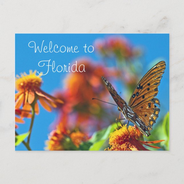 Carte postale Florida Butterly (Devant)