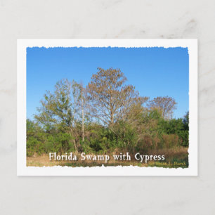 Carte Postale Florida Cypress Marécage avec ciel bleu