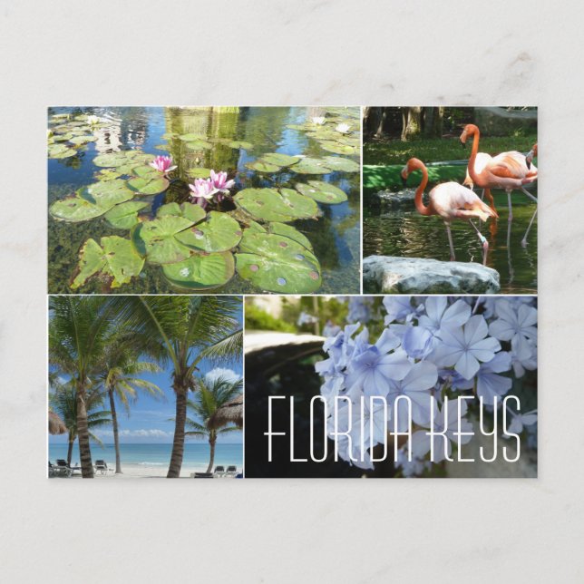 Carte postale Florida Keys (Devant)