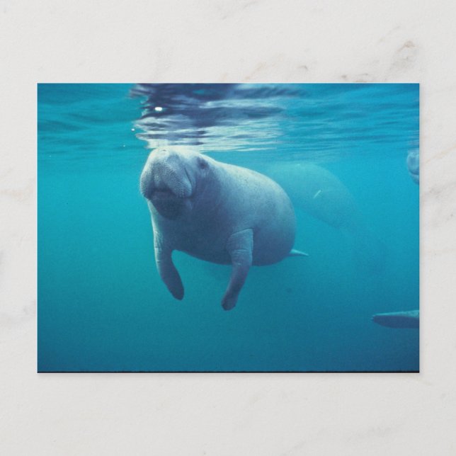 Carte Postale Florida Manatee (Devant)