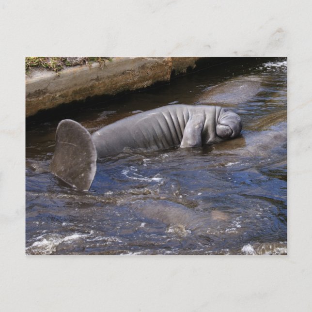 Carte Postale Florida Manatees (Trichechus manatus latirostris) (Devant)