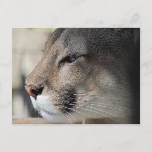 Carte Postale Florida Panther