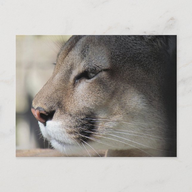 Carte Postale Florida Panther (Devant)