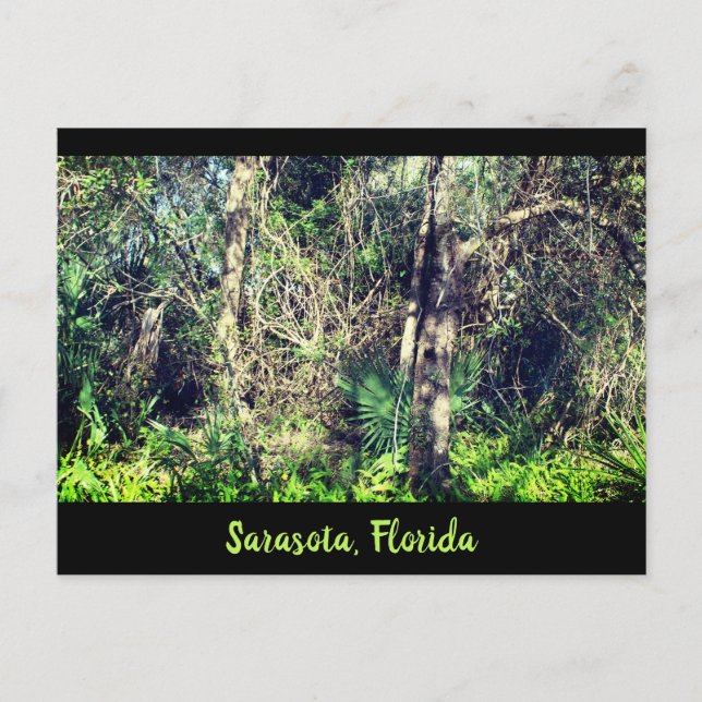 Carte Postale Florida Sarasota foilage arbres tropicaux photo (Devant)