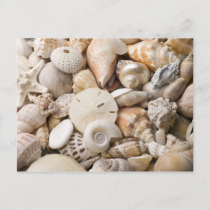 Carte Postale Florida Sea Shell Arrière - plan - Beach Shells Cu