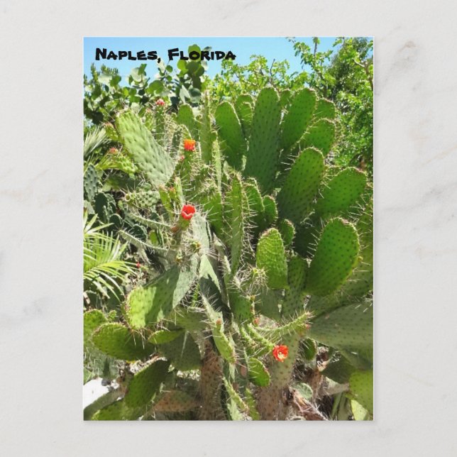 Carte Postale Florida Semaphore Cactus Naples Jardin botanique (Devant)