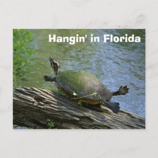 Carte postale Florida Turtle