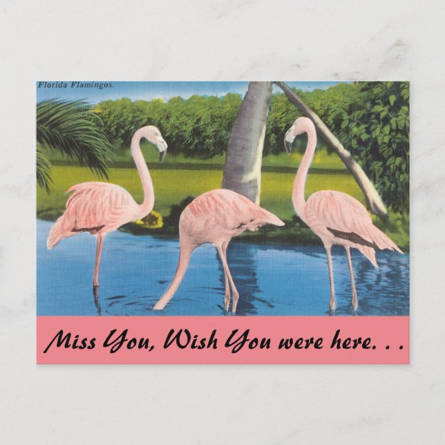 Carte Postale Floride (Devant)