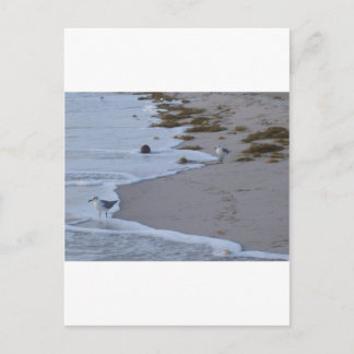 Carte Postale Floride