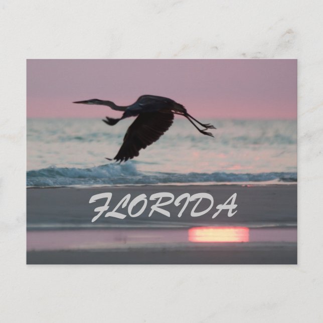 CARTE POSTALE FLORIDE (Devant)