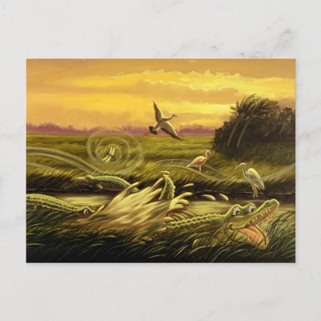 Carte postale Floride Alligators (Devant)