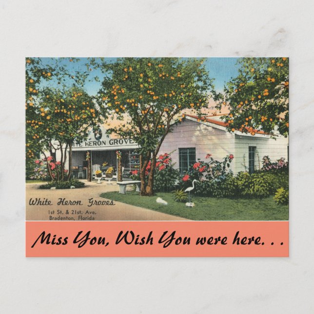 Carte Postale Floride, Bradenton, White Heron Groves (Devant)