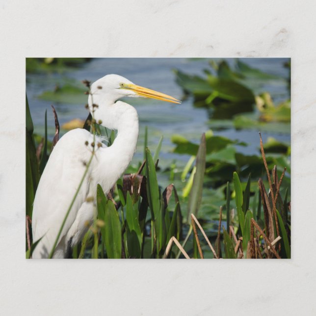 Carte Postale Floride Egret (Devant)