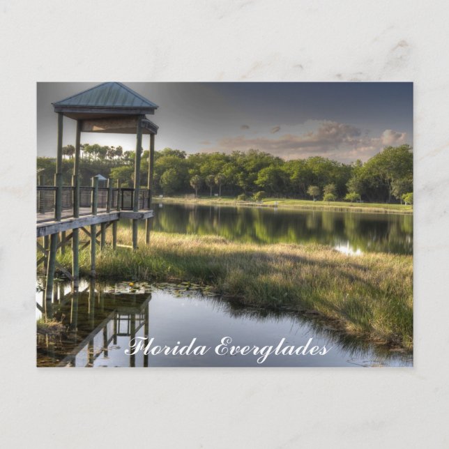 Carte Postale Floride Everglades (Devant)