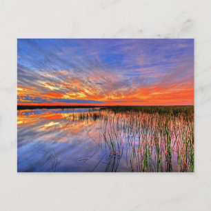 Carte Postale Floride Everglades