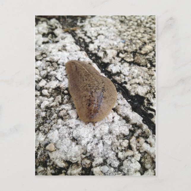 Carte Postale Floride feuille de cuir luge (Devant)