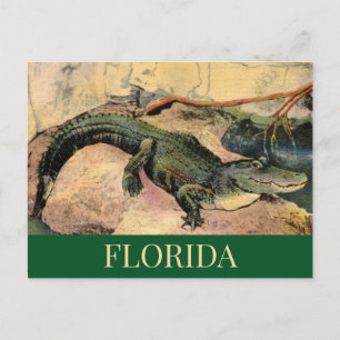 Carte postale Floride Gator