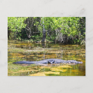 Carte Postale Floride Gator