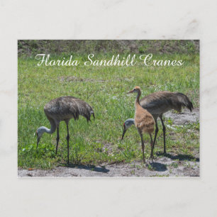 Carte Postale Floride Grues Sandhill Famille Nature Photo