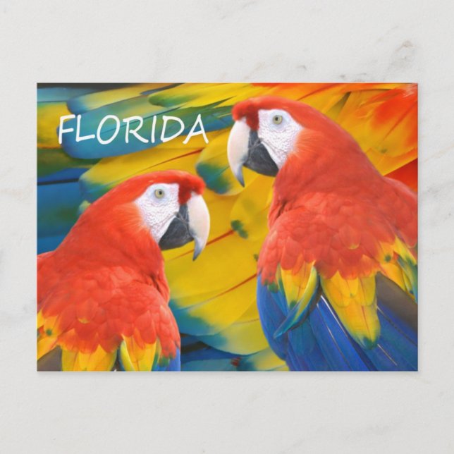 Carte Postale Floride Macaws (Devant)