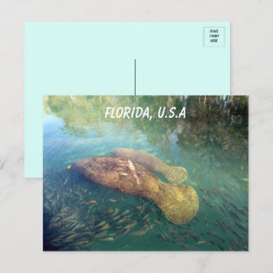 Carte Postale Floride Manatee et bébé