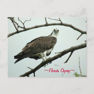 Carte postale Floride Osprey