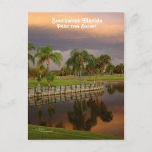 Carte postale Floride Palm Tree Sunset