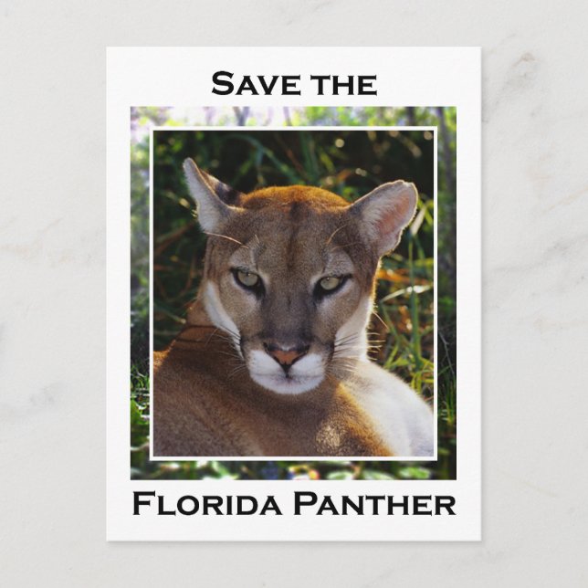 Carte Postale Floride Panther (Devant)