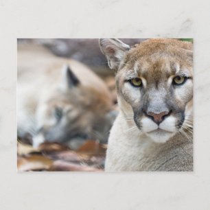 Carte Postale Floride Panther
