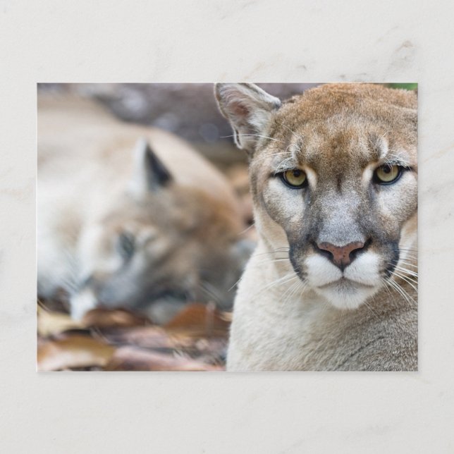Carte Postale Floride Panther (Devant)