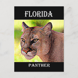 Carte Postale Floride Panther