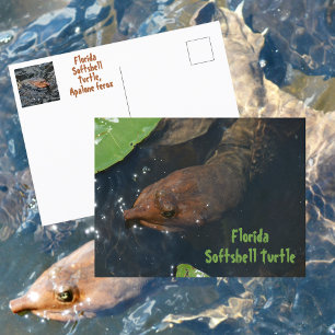 Carte Postale Floride Tortue molle Photographie Faune