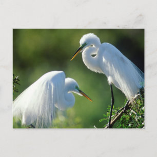 Carte Postale Floride, Venise, Sanctuaire Audubon, Aigrette garz