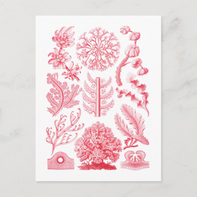 Carte Postale Florideae (Devant)